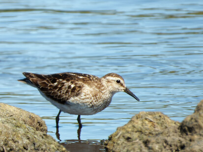 Thumbnail of Least Sandpiper